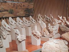 -上海自然博物馆
