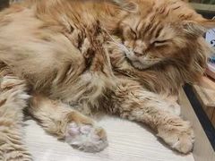 -藏猫猫咖啡主题馆(中央大道店)