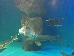 -多彩贵州城极地海洋世界