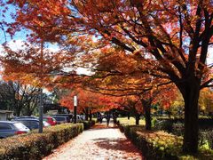 -名古屋城