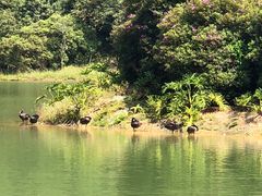 -广州白江湖森林公园