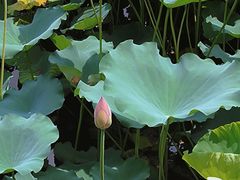 -荔湾湖公园