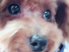 -巴黎贝甜(红梅店)