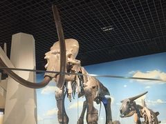 -国家自然博物馆