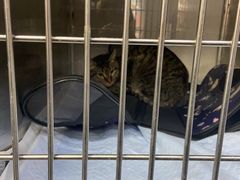 -爱侣宠医·鹦鹉专科·小型哺乳类·异宠专科(灵石路店)