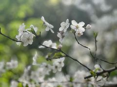 -陆家嘴中心绿地
