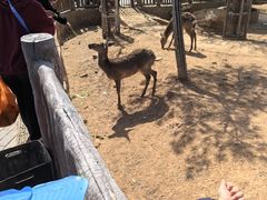 -石家庄市动物园