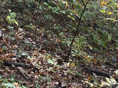 -五女峰国家森林公园