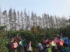 -上海长兴岛郊野公园