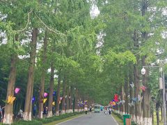 -黄海国家森林公园