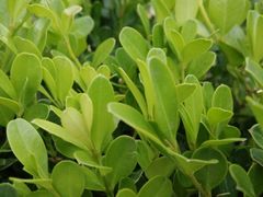 android_upload_pic-抚仙湖野生菌石锅鱼(腾冲总店)