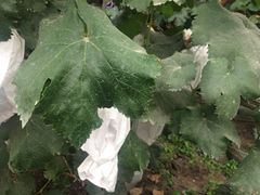 -马陆小张葡萄园农家乐