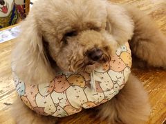 -more than meow吴止猫主题餐厅(承德 中船汇店)