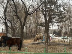 -丁香湖公园