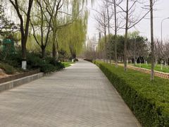 -大兴滨河森林公园