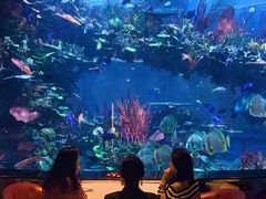 -迪拜帆船酒店海底餐厅