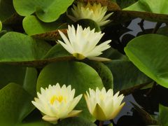 -国家植物园南园