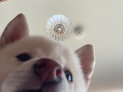 -柴犬小屋·柴餐厅·狗咖食堂(金鼎广场店)