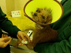 -仁华宠物医院(青羊店)