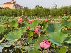 -池杉湖湿地公园