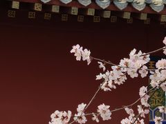 -桃花堤公园