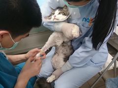 -纳吉亚猫专科动物诊疗中心(蒋宅口分院)