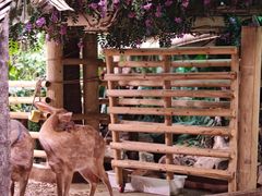 -正佳雨林生态植物园