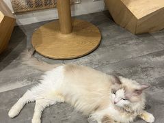 -楼上猫咖(罗湖店)
