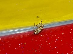 -潮汕美牛肉丸火锅店(天宁寺店)