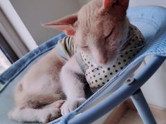 -猫在这儿猫咪咖啡馆·撸猫馆