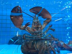 -金苑海鲜酒家(来魅力店)