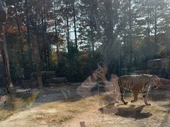 -上海野生动物园老虎餐厅