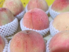 -老袁家蜜桃农场·阳山水蜜桃