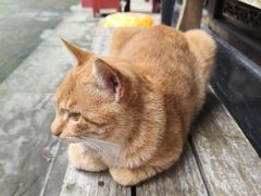 -黄龙溪古镇-古龙寺