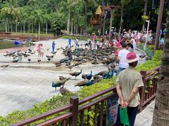 -西双版纳原始森林公园