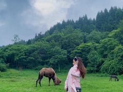 -武陵山森林公园