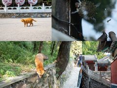 -潭柘寺景区