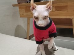 -藏猫猫咖啡主题馆(中央大道店)