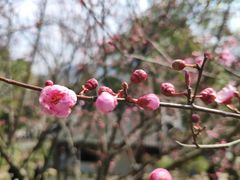 -香雪海