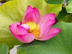 -莲花池公园