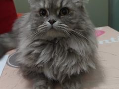 -伟伟宠物医院·瑞派猫友好医院·猫科(光谷店)