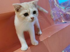 -藏猫猫咖啡主题馆(中央大道店)