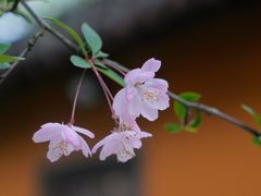 -龙华寺