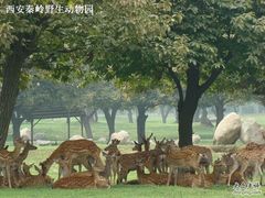 -西安秦岭野生动物园