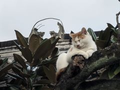 -龙华素斋(龙华路店)