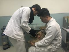 -中农大我爱我爱24h动物医院·中医针灸·猫专科·骨科医疗中心(双井店)