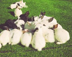 -萌宠亲子动物乐园(槐房万达店)