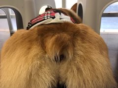 -柯斗斗主题餐厅·狗咖·围炉煮茶·茶饮(国瑞升平里店)