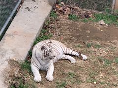 -石家庄市动物园