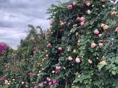 -三圣花乡旅游区